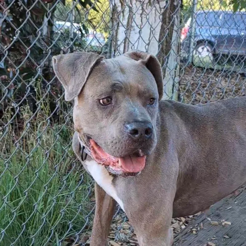 An adult large-sized female Gray / Blue / Silver Pit Bull Terrier dog named Storm for adoption in Tacoma, WA