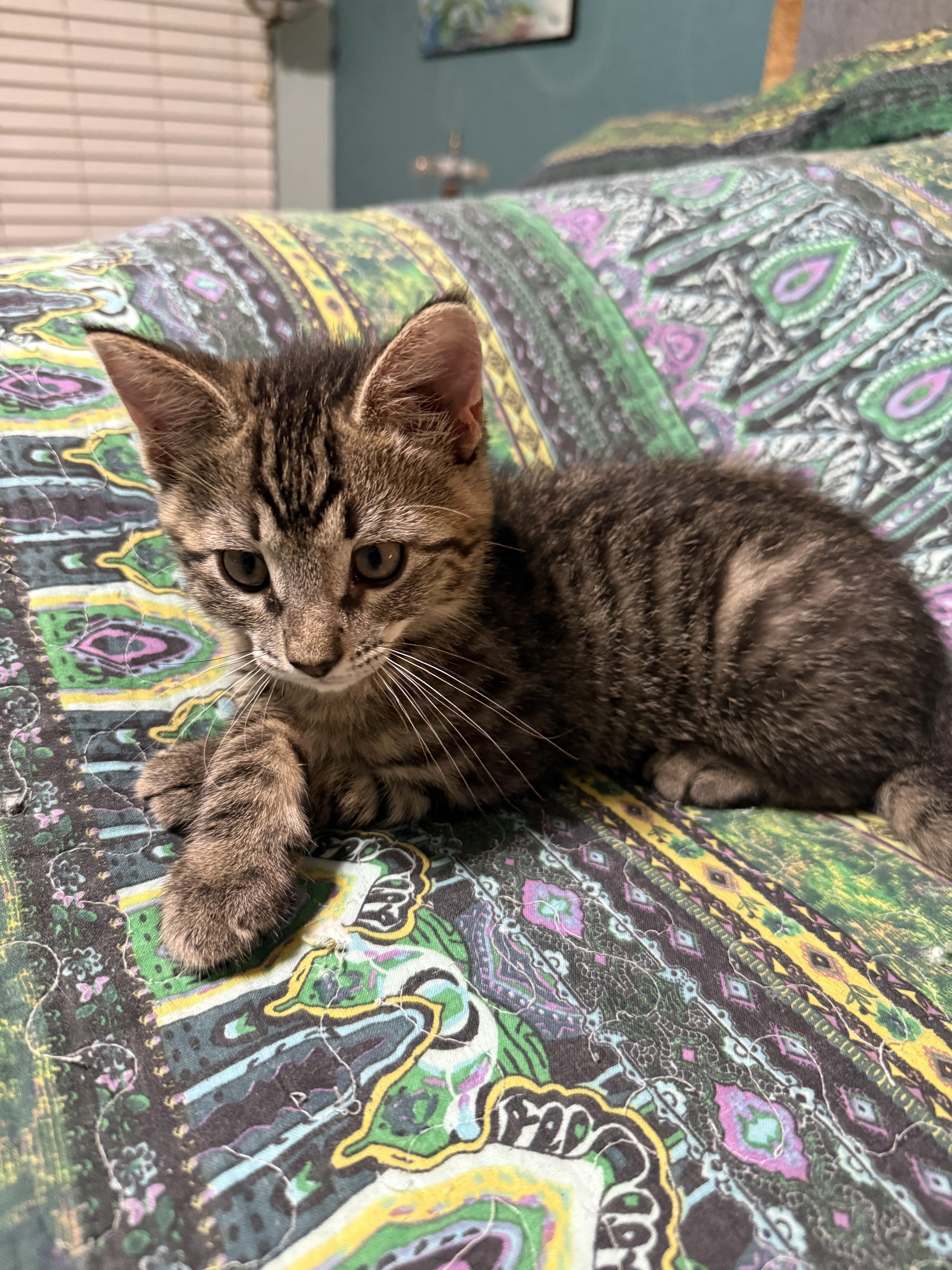 A baby small-sized male Tabby (Brown / Chocolate) Tabby cat named Oscar  North Conroe for adoption in Spring, TX