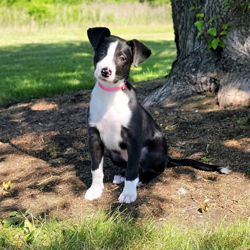 A baby medium-sized female Black Border Collie dog named Milka for adoption in Itasca, IL