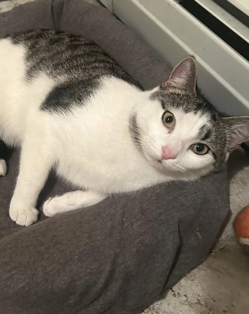 An adult medium-sized female Domestic Short Hair cat named Sally for adoption in Fishkill, NY