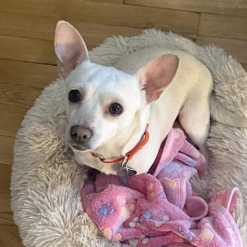 A young small-sized female White / Cream Chihuahua dog named Zelda for adoption in Brooklyn, NY