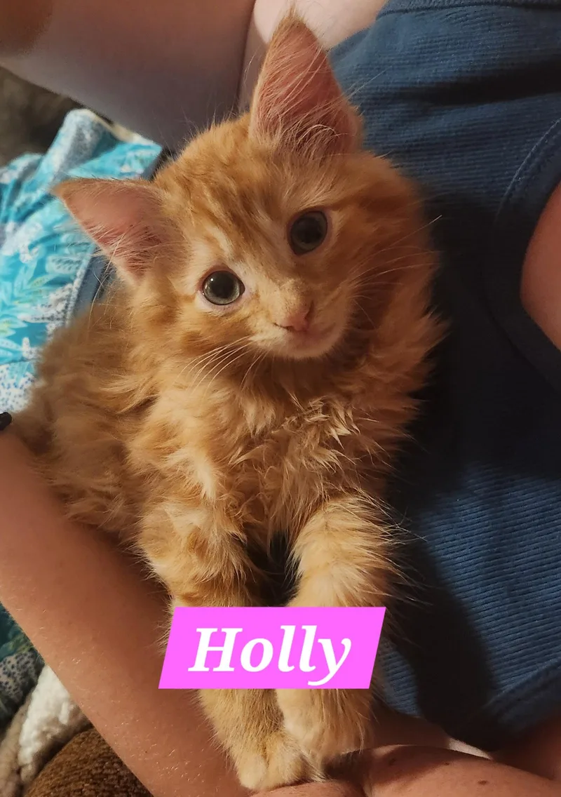 Holly