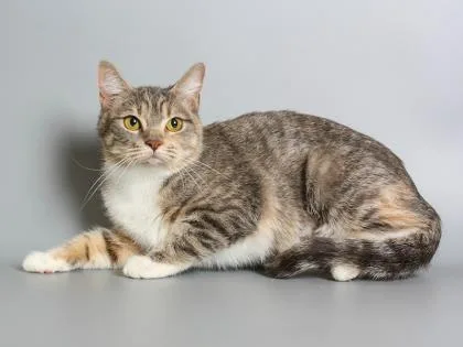 An adult small-sized female Domestic Short Hair cat named Mom for adoption in Longmont, CO