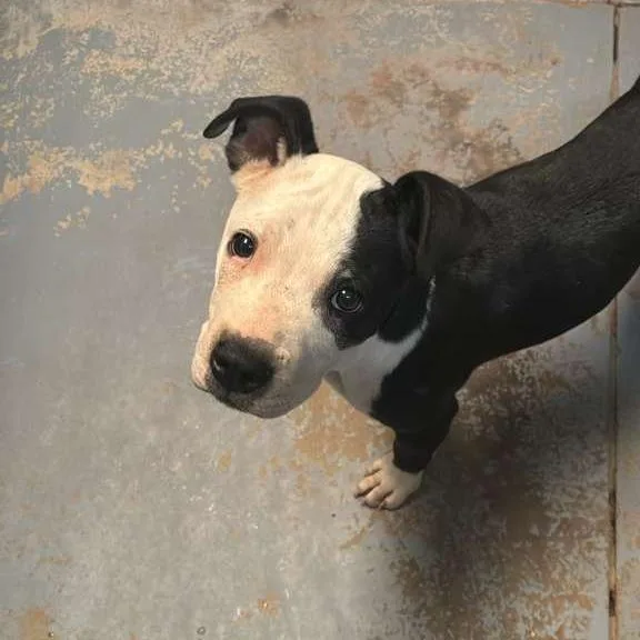 A baby large-sized male Black Mixed Breed dog named Jr for adoption in Gadsden, AL