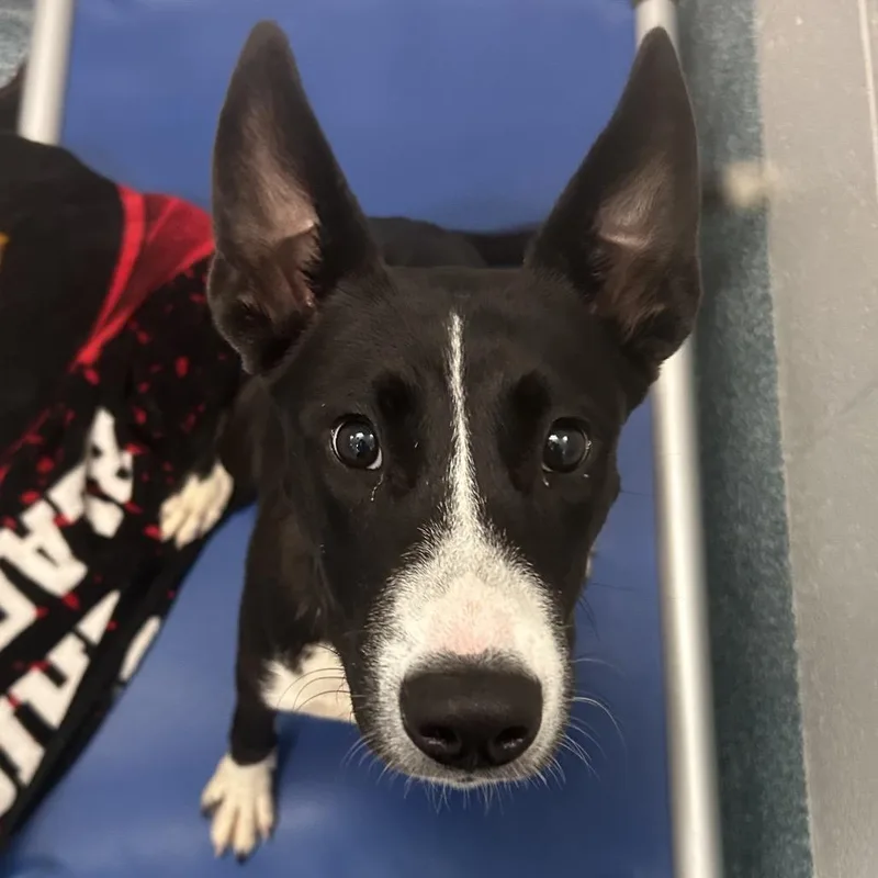 A young medium-sized female Black Mixed Breed dog named Monique for adoption in Greensboro, NC