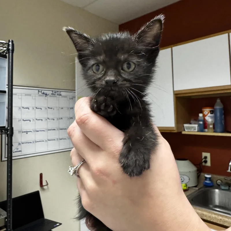 A baby medium-sized female Black Domestic Short Hair cat named Sabrina for adoption in Dodgeville, WI