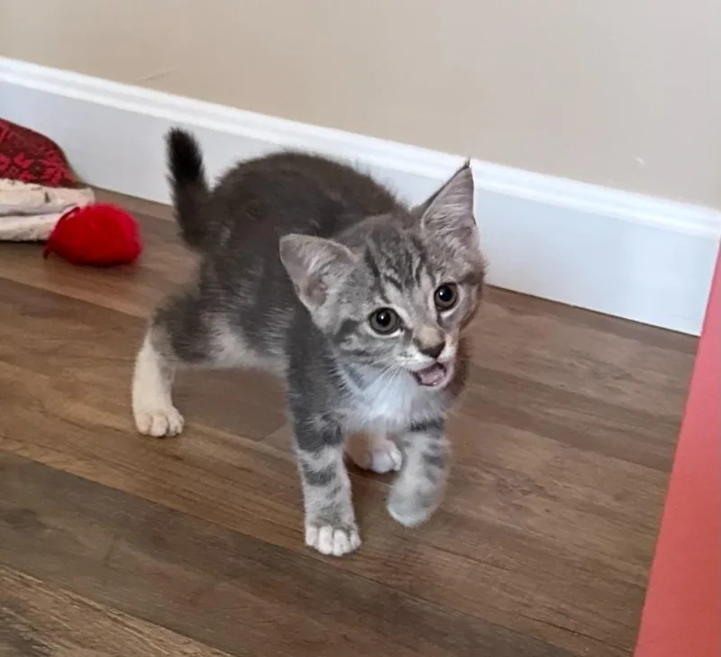 Sophie