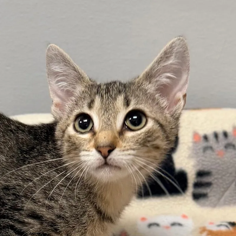 A baby medium-sized male Tabby (Brown / Chocolate) American Shorthair cat named Socrates for adoption in miami, FL