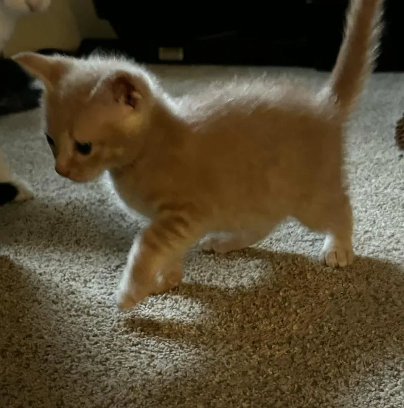 A baby small-sized male Orange & White Domestic Short Hair cat named Pumbaa for adoption in WARNER ROBINS, GA