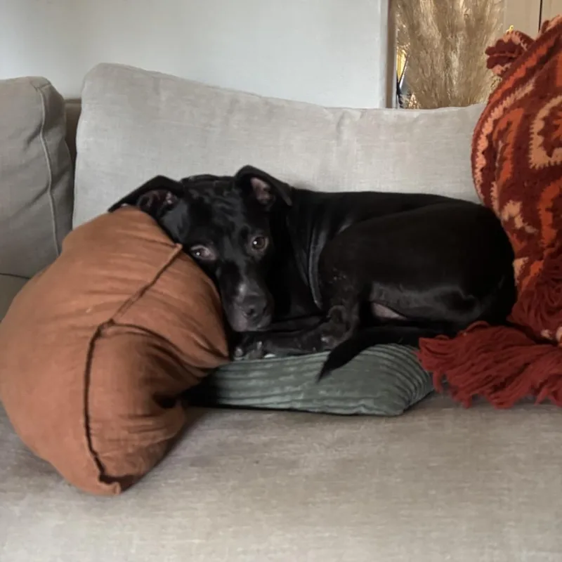 A young medium-sized male Black Mixed Breed dog named Bart for adoption in Jacksonville Beach, FL