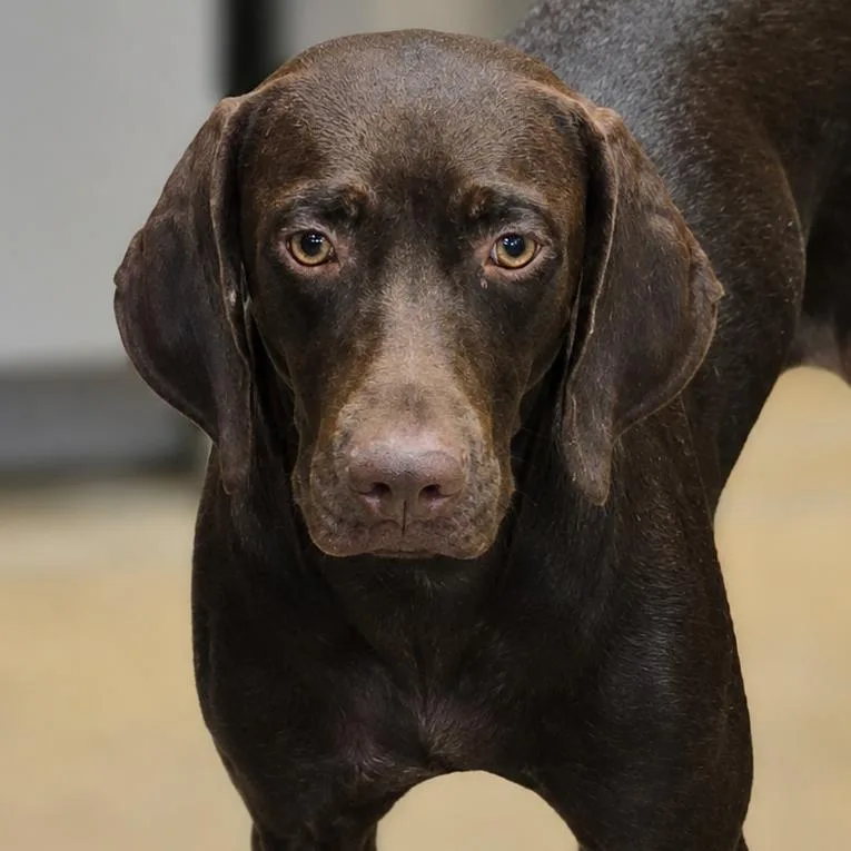 A young medium-sized female Brown / Chocolate German Shorthaired Pointer dog named Drizella for adoption in Wickenburg, AZ