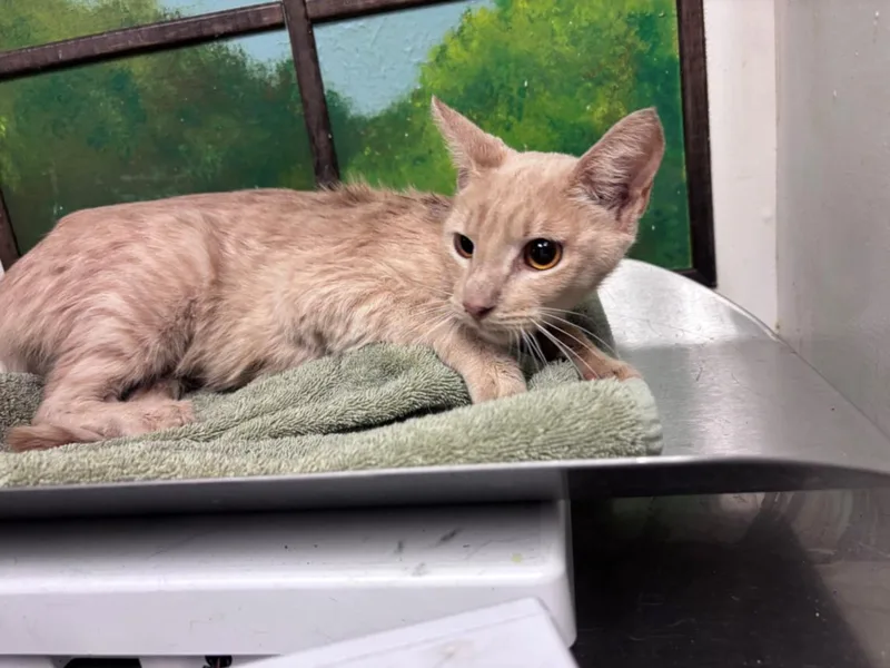 A young medium-sized female Domestic Short Hair cat named Mother Hen for adoption in Houston, TX