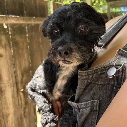 An adult small-sized male Black Terrier dog named Curly for adoption in Sonoma, CA
