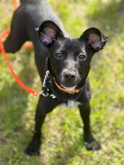 An adult small-sized female Chihuahua dog named Henna for adoption in Southern Pines, NC
