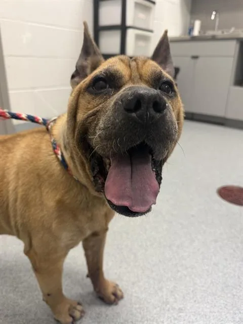 An adult large-sized male American Bulldog dog named Rocks for adoption in Indianapolis, IN