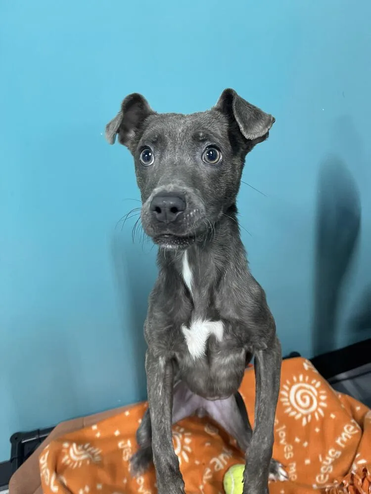 A young small-sized female Gray / Blue / Silver Mixed Breed dog named Maddie for adoption in Chattanooga, TN