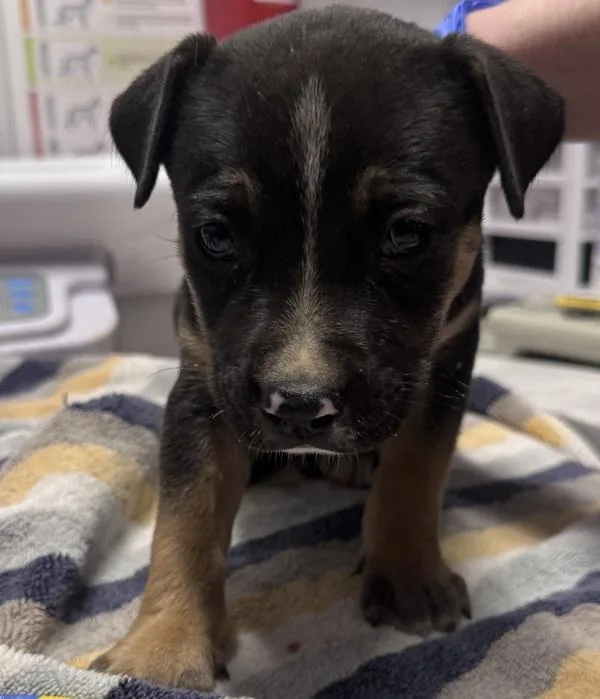 A baby small-sized male Rottweiler dog named Dougie for adoption in Escondido, CA