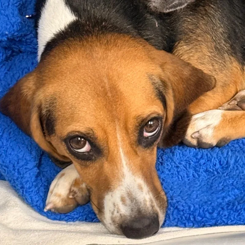 An adult medium-sized female Beagle dog named Daisy for adoption in Union City, PA