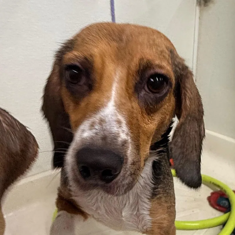Daisy thumbnail 3