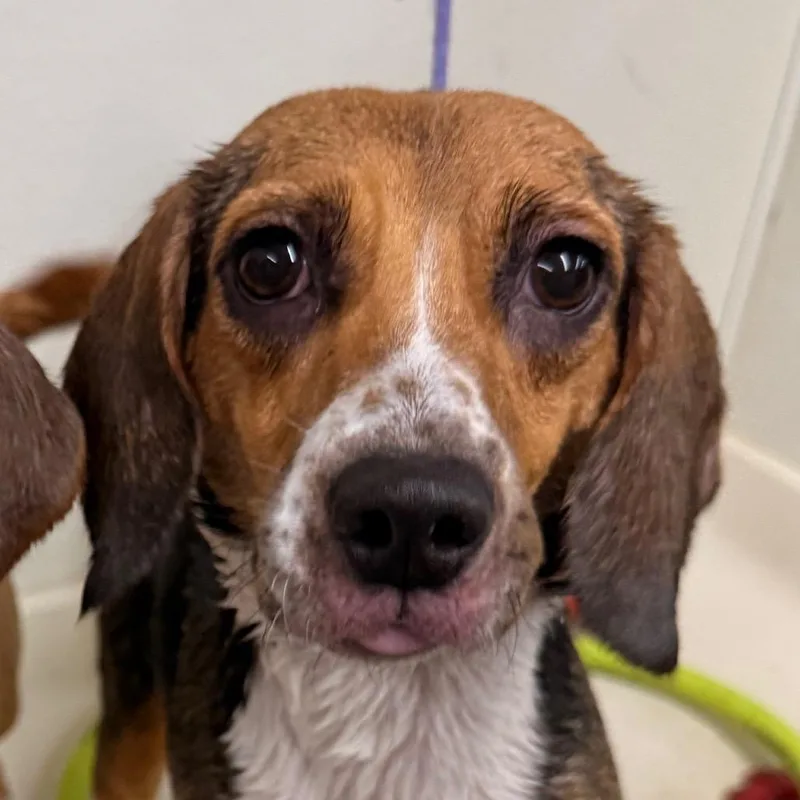 Daisy thumbnail 4
