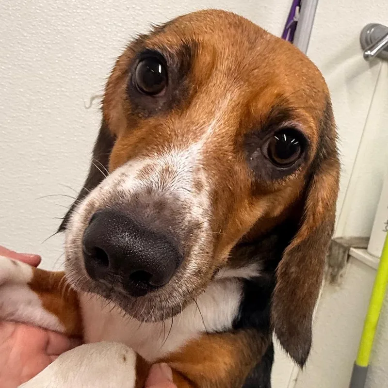 Daisy thumbnail 5