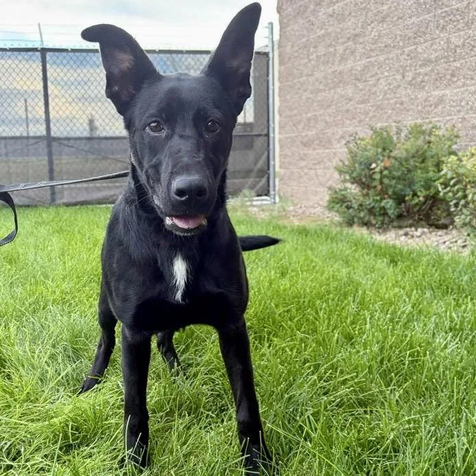 A young medium-sized female Black Labrador Retriever dog named Kimber for adoption in Great Falls, MT