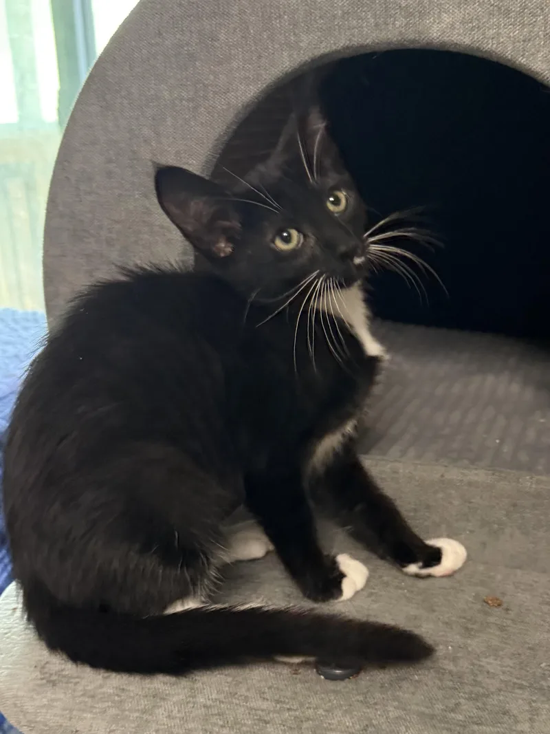 A baby medium-sized female Black & White / Tuxedo Tuxedo cat named Hyacinth for adoption in Oakley, CA