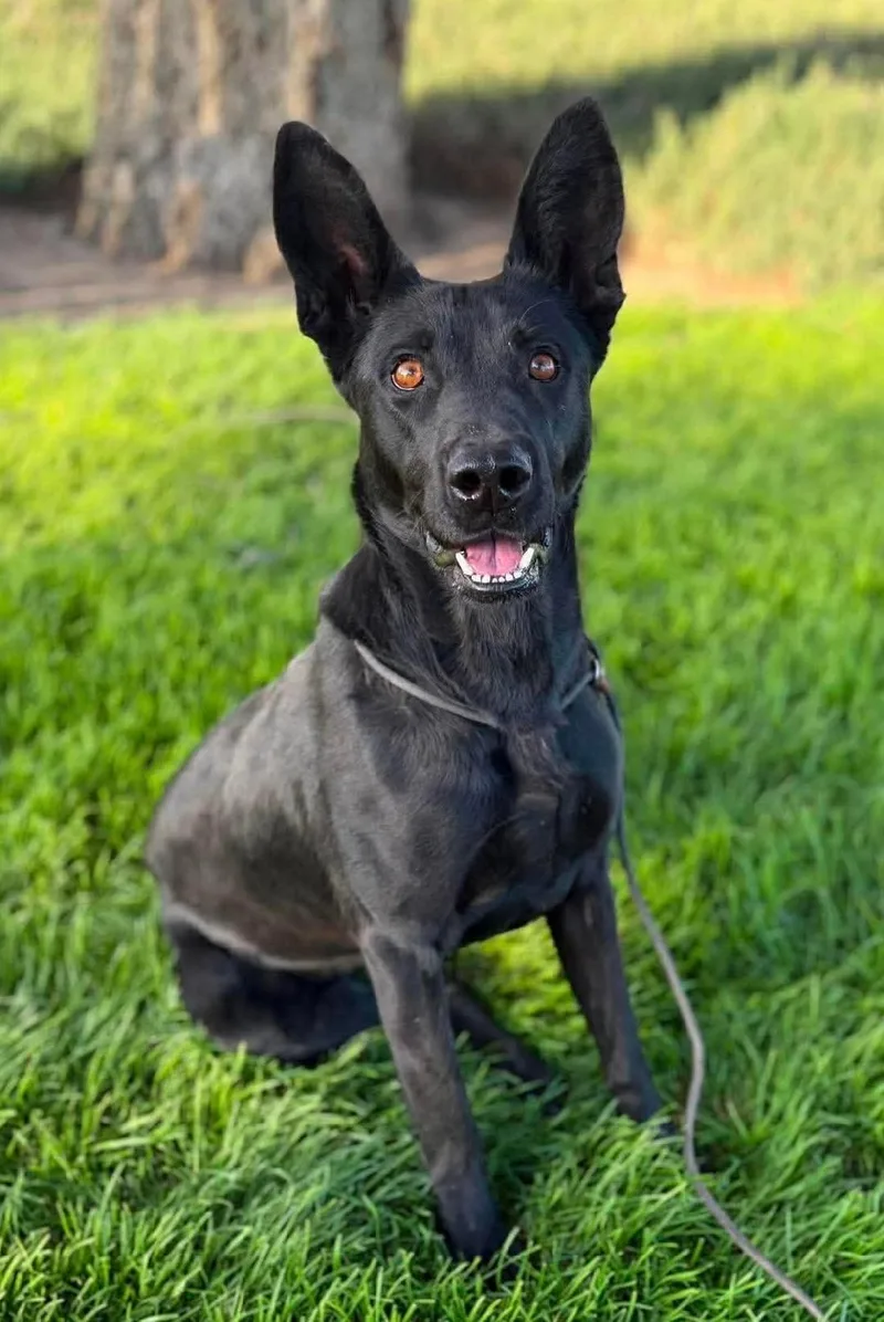 A young medium-sized female Black Belgian Shepherd / Malinois dog named Lola for adoption in Kuna, ID
