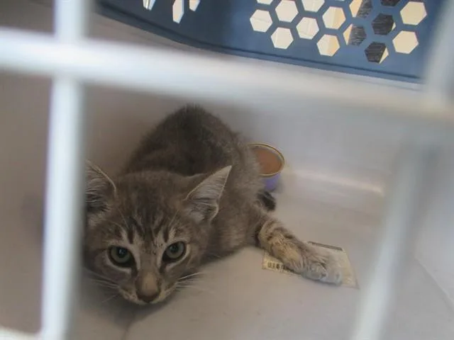 A baby small-sized male Domestic Short Hair cat named Walle for adoption in Ocala, FL