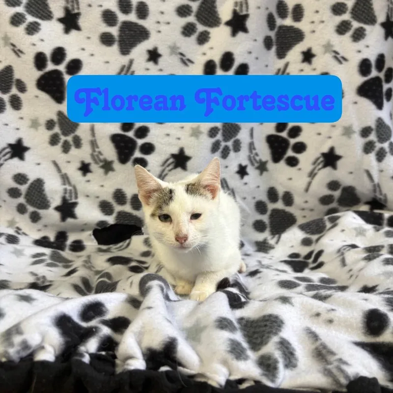 A baby small-sized male Domestic Short Hair cat named Florean Fortescue for adoption in Hillsboro, OH