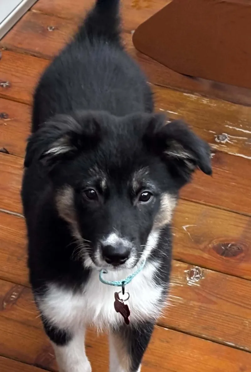 Bo