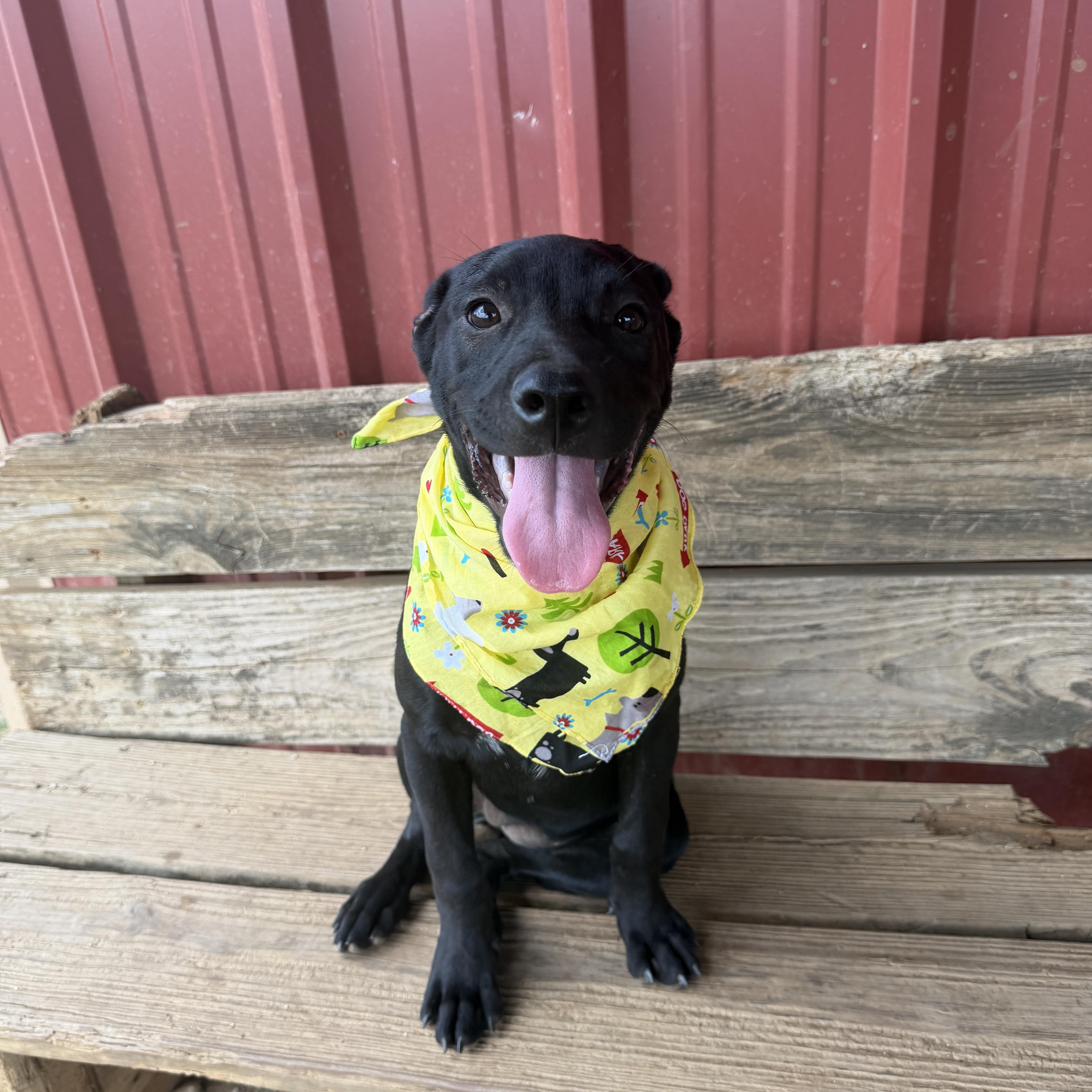 A young medium-sized female Black Labrador Retriever dog named Beetle for adoption in Seguin, TX