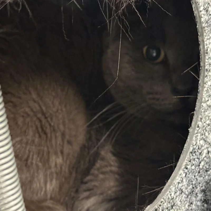 A senior large-sized male Gray / Blue / Silver Domestic Short Hair cat named Tambourine for adoption in Salt Lake City, UT