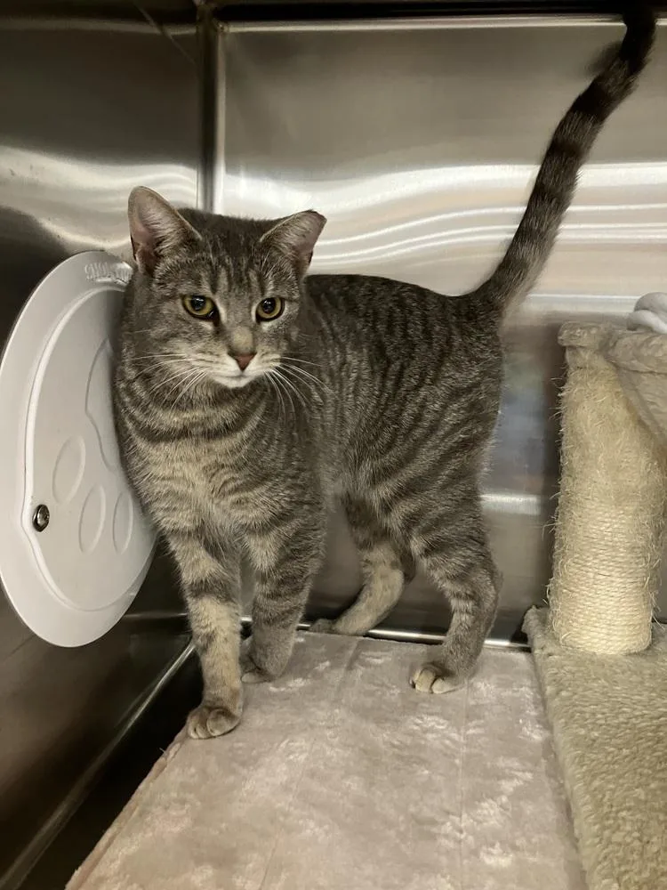 A young medium-sized female Domestic Short Hair cat named Cupcake  Rpet for adoption in Greenville, SC