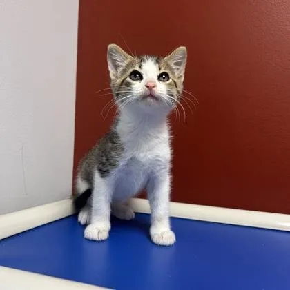 A baby small-sized male Domestic Short Hair cat named Cheese for adoption in Janesville, WI