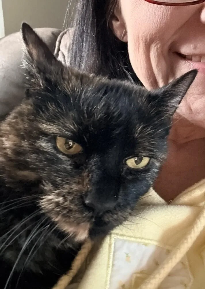 A senior medium-sized female Domestic Short Hair cat named S'mores for adoption in Westwood, NJ