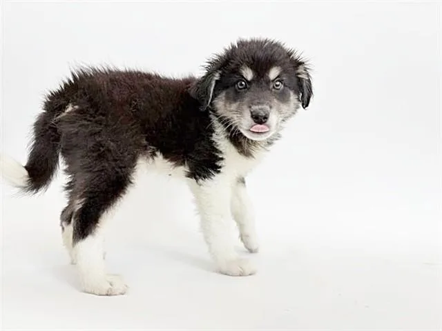 A baby small-sized male Terrier dog named Louis for adoption in Saint Louis, MO