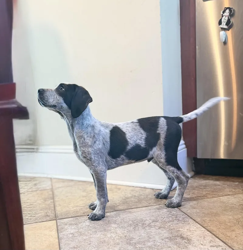 A baby medium-sized male Sable German Shorthaired Pointer dog named Oscar for adoption in Seale, AL