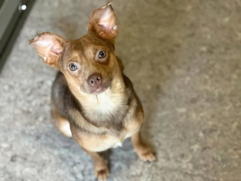 An adult small-sized male Tricolor (Brown, Black, & White) Chihuahua dog named Bram for adoption in Winter Garden, FL