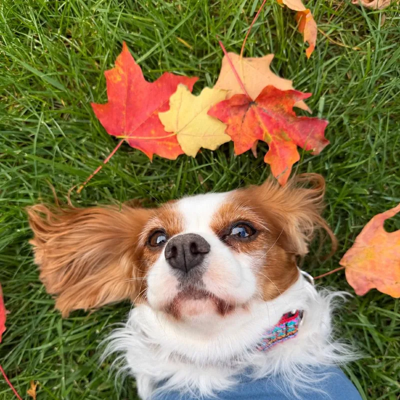 An adult small-sized female Cavalier King Charles Spaniel dog named Hazel for adoption in Sinking Spring, PA