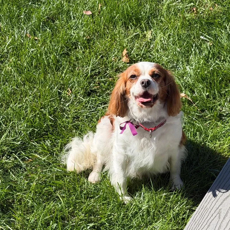 Hazel thumbnail 4