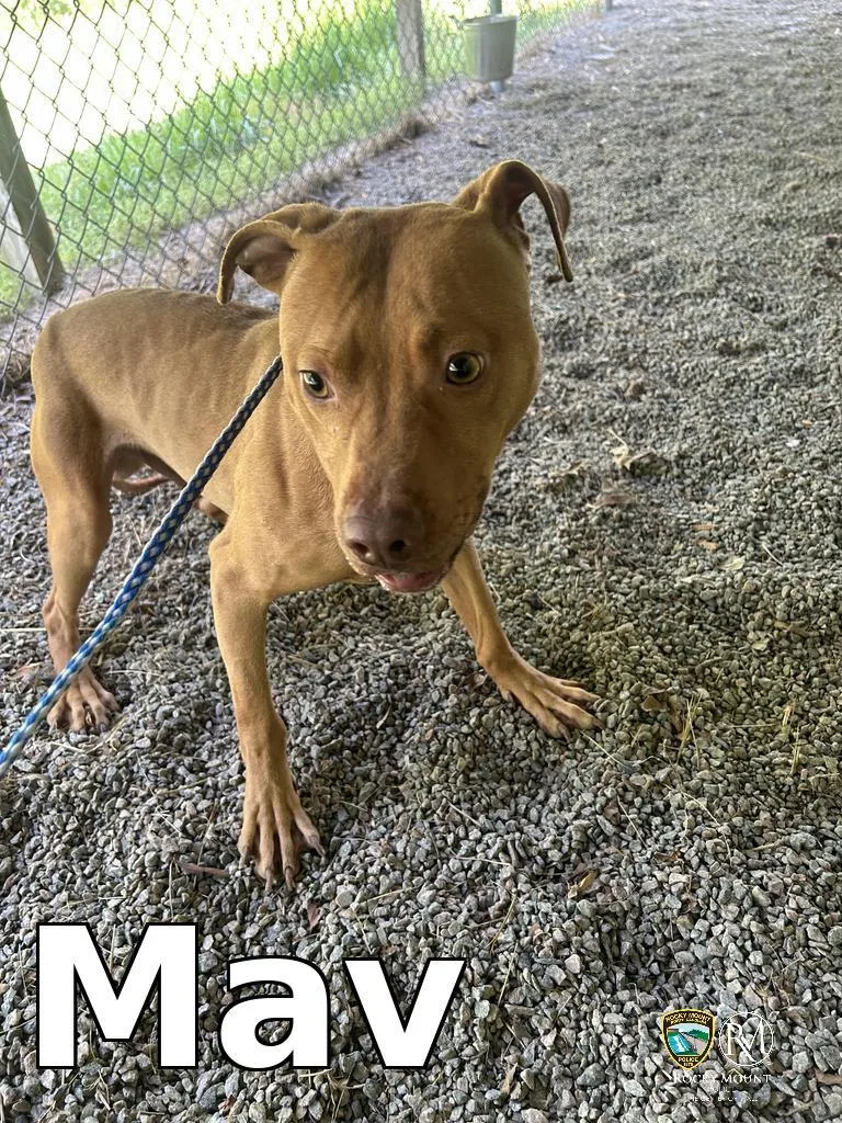 Mav