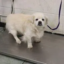 A senior small-sized male White / Cream Pekingese dog named Patrick for adoption in Weatherford, TX