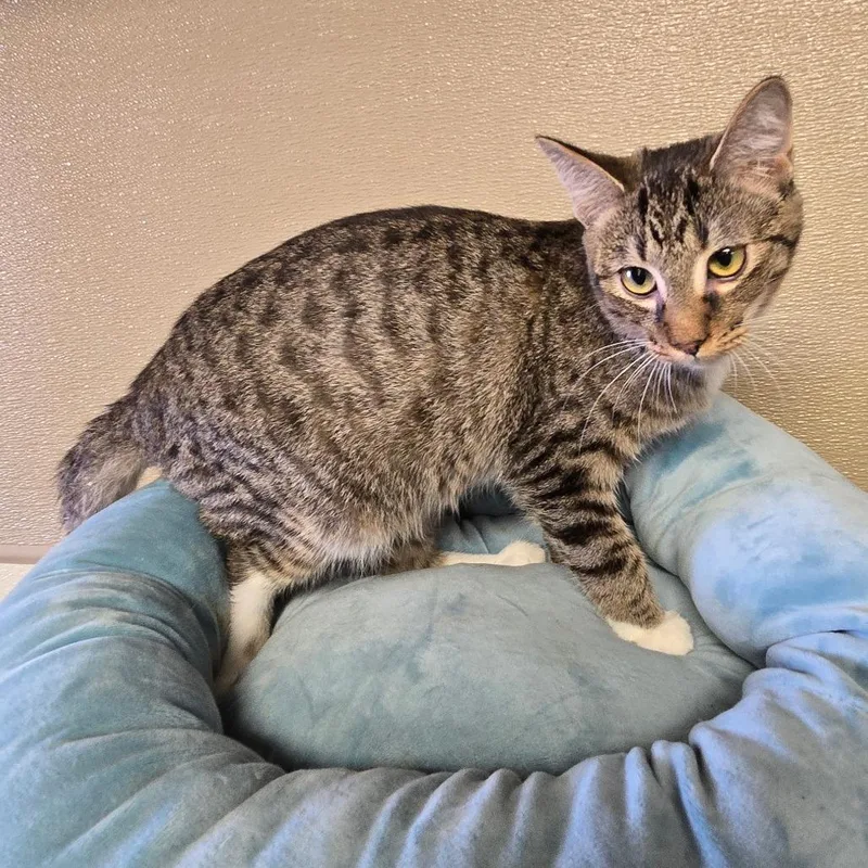 Lindsay thumbnail 2
