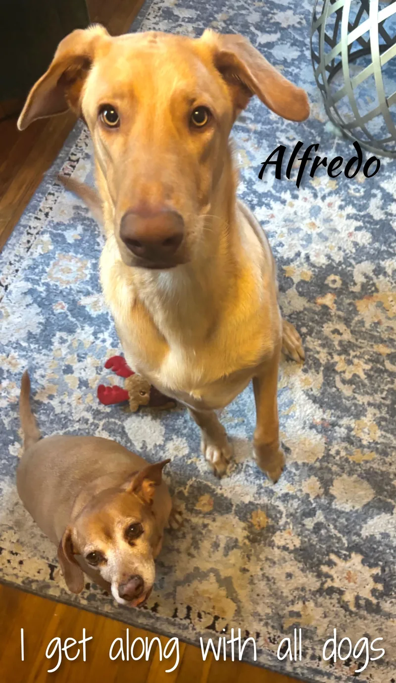 Alfredo