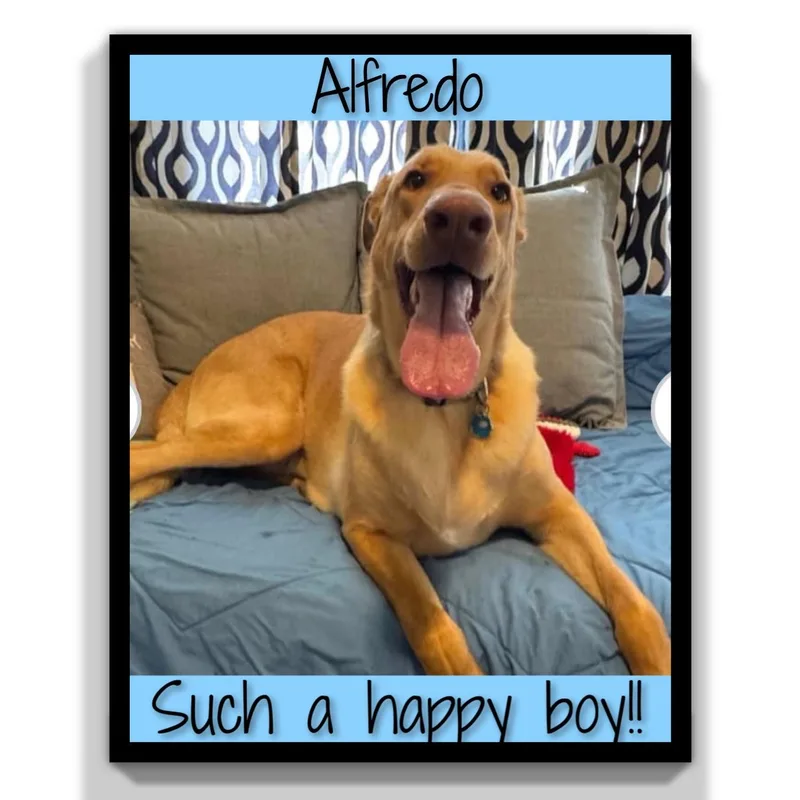 Alfredo thumbnail 2