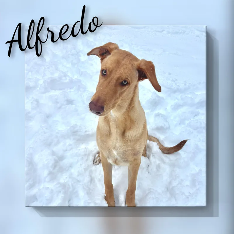 Alfredo thumbnail 3