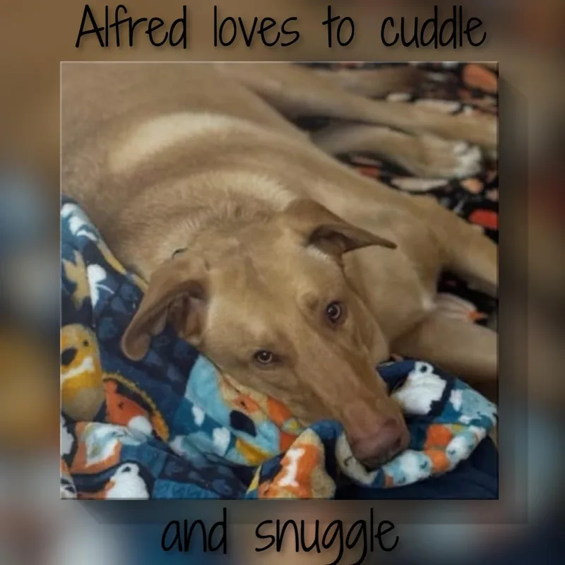 Alfredo thumbnail 4