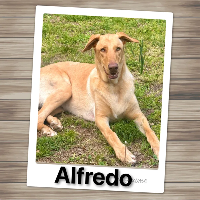 Alfredo thumbnail 6