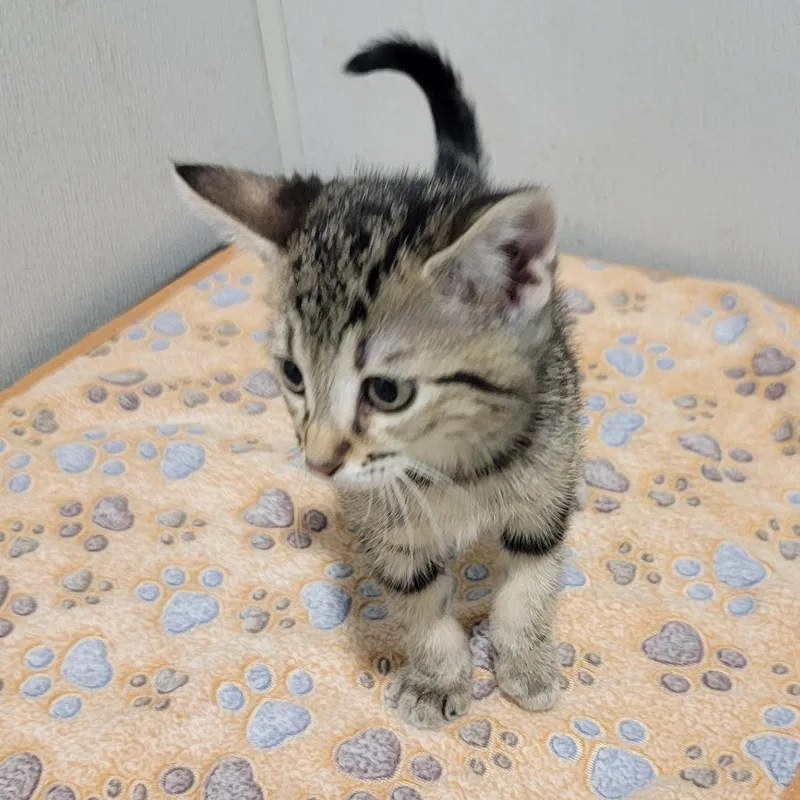 A baby small-sized female Brown / Chocolate Domestic Short Hair cat named Nora for adoption in Tampa, FL